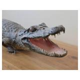 28' Alligator Taxidermy