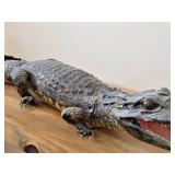 28' Alligator Taxidermy