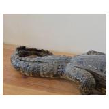 28' Alligator Taxidermy