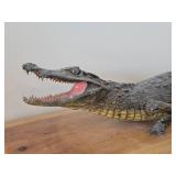28' Alligator Taxidermy