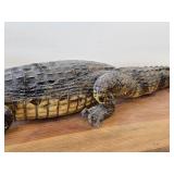 28' Alligator Taxidermy