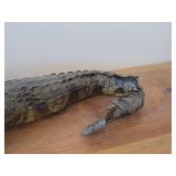 28' Alligator Taxidermy