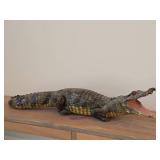 Vintage Taxidermy Caiman from 19th Century