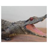 Vintage Taxidermy Caiman from 19th Century