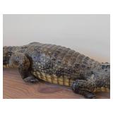 Vintage Taxidermy Caiman from 19th Century