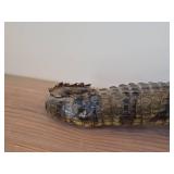 Vintage Taxidermy Caiman from 19th Century