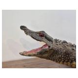 Vintage Taxidermy Caiman from 19th Century