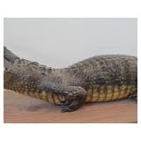 Vintage Taxidermy Caiman from 19th Century