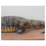 Vintage Taxidermy Caiman from 19th Century