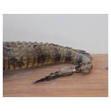 Vintage Taxidermy Caiman from 19th Century