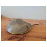 Preserved Specimen / Molt / Shed Exoskeleton of a Horseshoe Crab