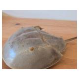 Preserved Specimen / Molt / Shed Exoskeleton of a Horseshoe Crab