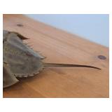 Preserved Specimen / Molt / Shed Exoskeleton of a Horseshoe Crab