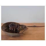 Preserved Specimen / Molt / Shed Exoskeleton of a Horseshoe Crab