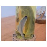 Vintage 8' Baby Shark in a Jar