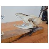 Lot of (2) Taxidermy Art of  Coyote Skulls on a Wooden Plank for Display on a Mantle