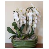 ML - Pair of Live Phalaenopsis Orchids in 16 in Ceramic Planter