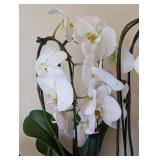 ML - Pair of Live Phalaenopsis Orchids in 16 in Ceramic Planter