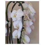 ML - Pair of Live Phalaenopsis Orchids in 16 in Ceramic Planter