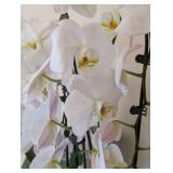 ML - Pair of Live Phalaenopsis Orchids in 16 in Ceramic Planter