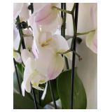 ML - Pair of Live Phalaenopsis Orchids in 16 in Ceramic Planter