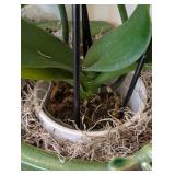 ML - Pair of Live Phalaenopsis Orchids in 16 in Ceramic Planter
