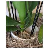 ML - Pair of Live Phalaenopsis Orchids in 16 in Ceramic Planter