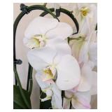 ML - Pair of Live Phalaenopsis Orchids in 16 in Ceramic Planter