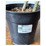 UP3 - Dracaena Warneckii Plant in 6” Pot on Decorative Iron Plant Stand