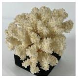 Natural White Coral Specimen Decorative Reef Coral on Black Base