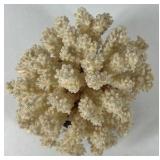 Natural White Coral Specimen Decorative Reef Coral on Black Base