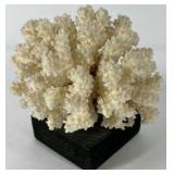 Natural White Coral Specimen Decorative Reef Coral on Black Base
