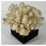 Natural White Coral Specimen Decorative Reef Coral on Black Base