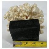 Natural White Coral Specimen Decorative Reef Coral on Black Base