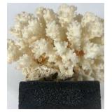 Natural White Coral Specimen Decorative Reef Coral on Black Base