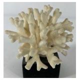 Natural White Coral Specimen Decorative Reef Coral on Black Base