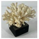 Natural White Coral Specimen Decorative Reef Coral on Black Base