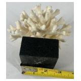 Natural White Coral Specimen Decorative Reef Coral on Black Base