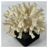 Natural White Coral Specimen Decorative Reef Coral on Black Base