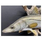Snook Mounted Fish - 22-Inch Display