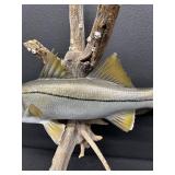 Snook Mounted Fish - 22-Inch Display