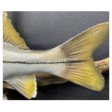 Snook Mounted Fish - 22-Inch Display