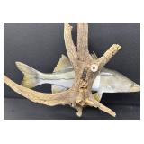 Snook Mounted Fish - 22-Inch Display