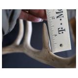 2 SETS OF DEER ANTLERS