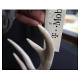 2 SETS OF DEER ANTLERS