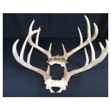2 SETS OF DEER ANTLERS