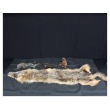 FOX PELT & TRAPS