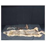 FOX PELT & TRAPS
