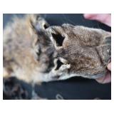 FOX PELT & TRAPS