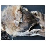 FOX PELT & TRAPS